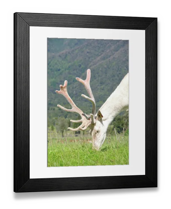Framed Print : ibxwbk11357026