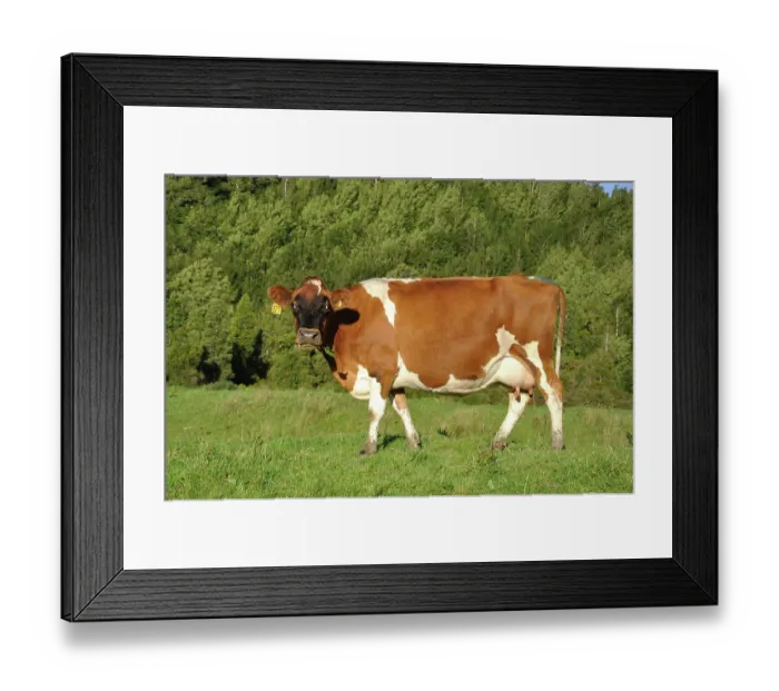 Framed Print : ibxwbk11357034