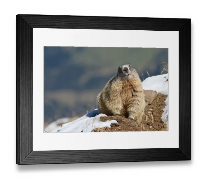 Framed Print : murmeltier, oberstdorf, rappenseehutte