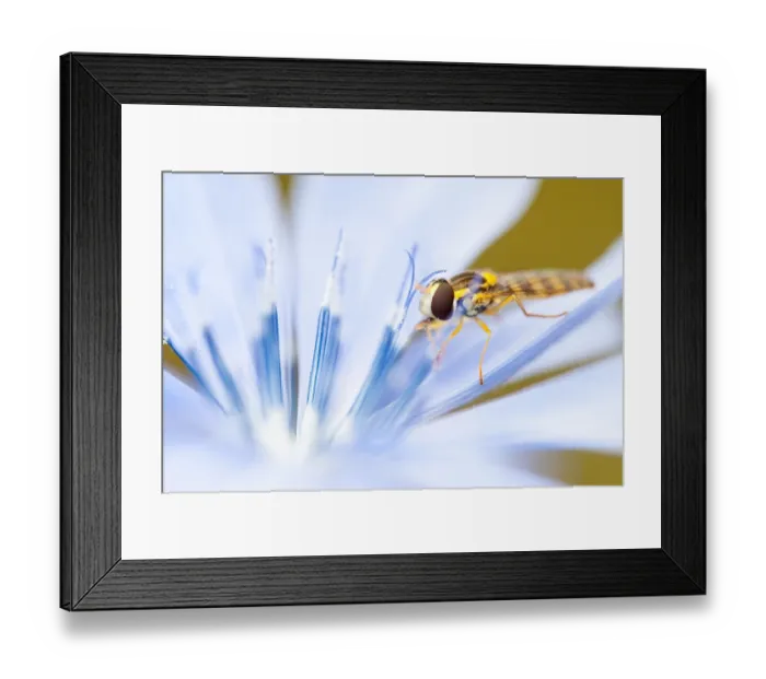 Framed Print : ibxwma03947924 Framed Print : ibxwma03947924