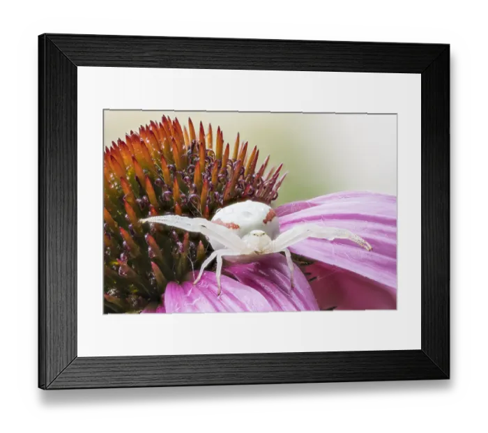Framed Print : blute, krabbenspinne, sonnenhut