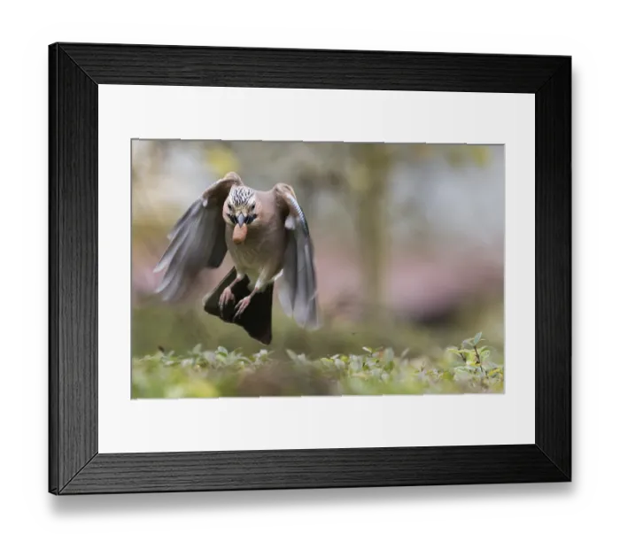 Framed Print : A jay (Garrulus glandarius) in flight with an acorn in its beak Framed Print : A jay (Garrulus glandarius) in flight with an acorn in its beak