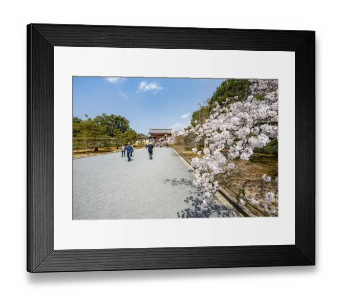 Framed Print : Wide path with blooming cherry tree Framed Print : Wide path with blooming cherry tree