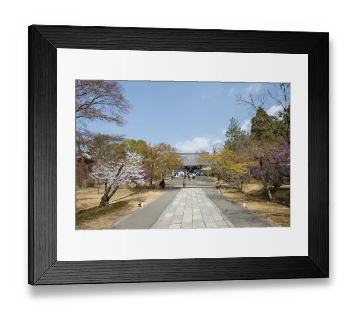 Framed Print : Path lined with blooming trees in spring