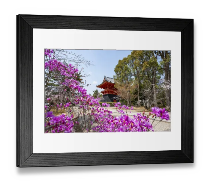 Framed Print : Purple blooming tree in spring with Shoro bell tower