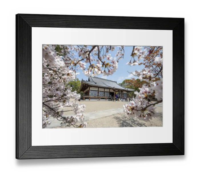 Framed Print : Blooming cherry trees, Kondo main hall of Ninna-ji Temple Framed Print : Blooming cherry trees, Kondo main hall of Ninna-ji Temple