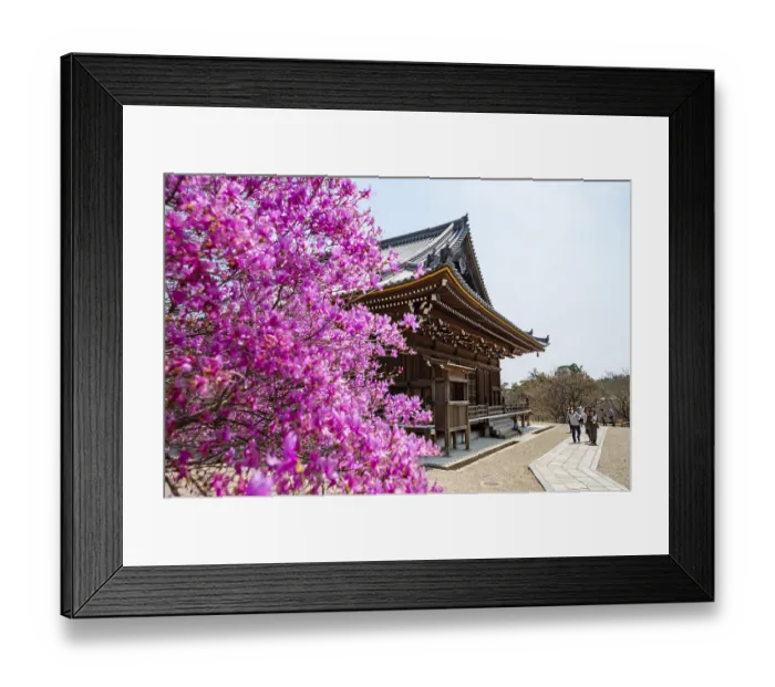 Framed Print : Kannondo of Ninna-ji Temple, purple blooming bush in spring
