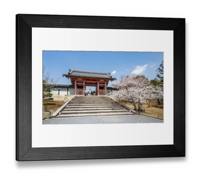 Framed Print : Path with blossoming cherry tree