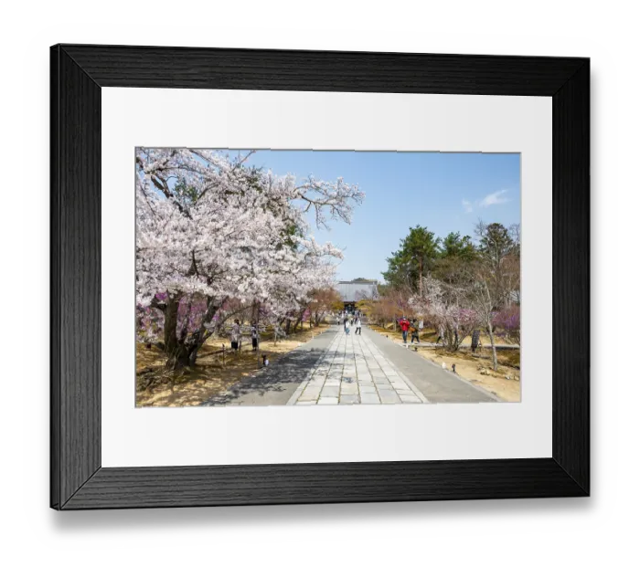 Framed Print : Wide path with blooming cherry trees