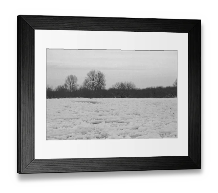 Framed Print : Frozen Elbe, swan flying over ice rink Framed Print : Frozen Elbe, swan flying over ice rink