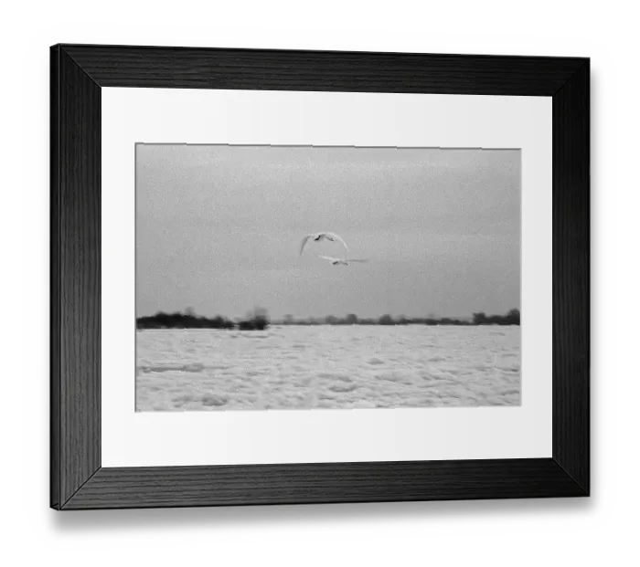 Framed Print : Frozen Elbe, swans flying over ice rink
