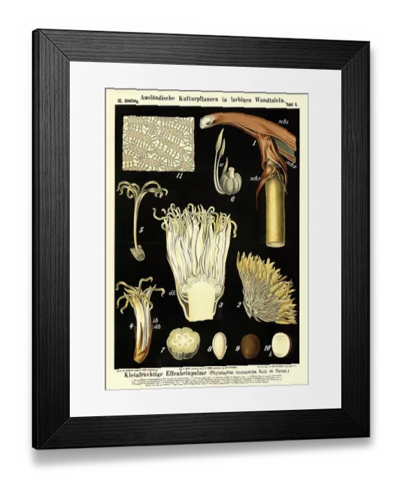 Framed Print : Cultivated plant, small-fruited ivory palm Framed Print : Cultivated plant, small-fruited ivory palm