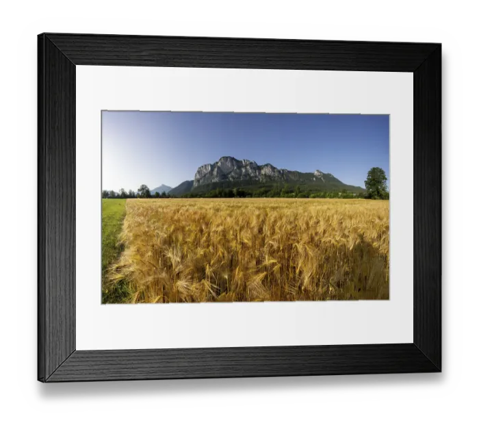 Framed Print : Agricultural Landscape, Hordeum Vulgare Framed Print : Agricultural Landscape, Hordeum Vulgare