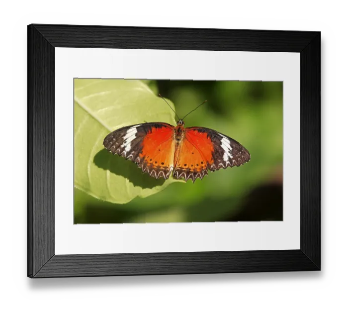 Framed Print : iblflp01430530 Framed Print : iblflp01430530
