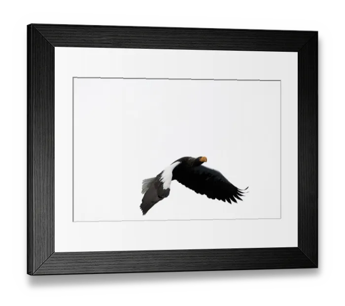 Framed Print : Steller's sea eagle (Haliaeetus pelagicus) flying