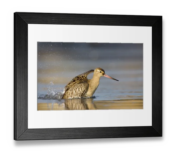 Framed Print : ibljeg00566538
