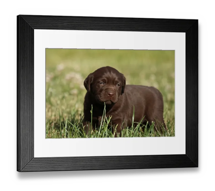 Framed Print : iblvmi01449609 Framed Print : iblvmi01449609
