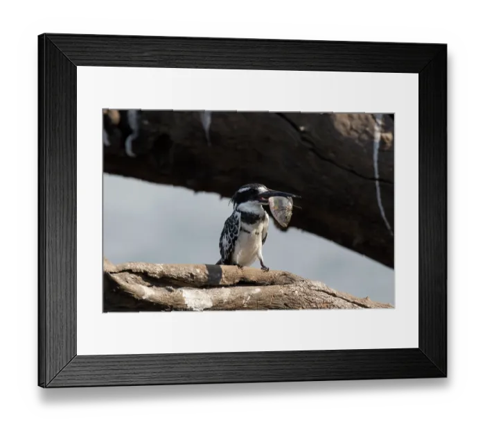 Framed Print : iblwsc00849146 Framed Print : iblwsc00849146