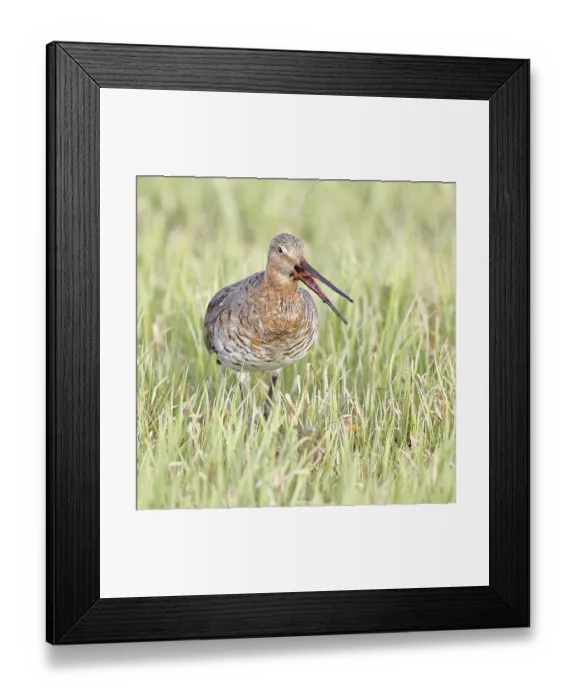 Framed Print : Blacktail (Limosa limosa) runs on the shore of a lake in a moor Framed Print : Blacktail (Limosa limosa) runs on the shore of a lake in a moor
