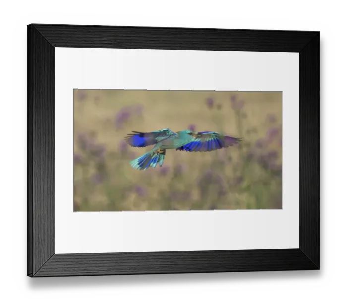 Framed Print : Blue racquet (Coracias garrulus)