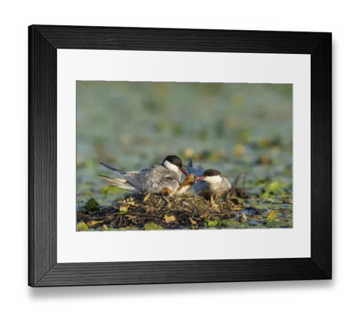 Framed Print : White-bearded terns (Childonias hybride) with young birds at their nest Framed Print : White-bearded terns (Childonias hybride) with young birds at their nest