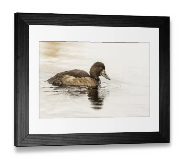 Framed Print : Tufted Duck - Aythya fuligula - swimming in a lake in the mountains of South Norway