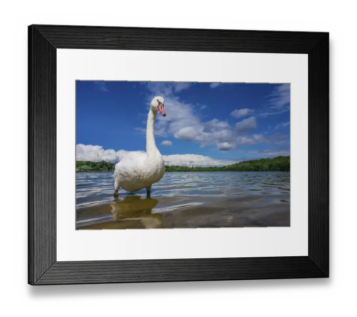 Framed Print : White swan standing proudly on a shore of a lake