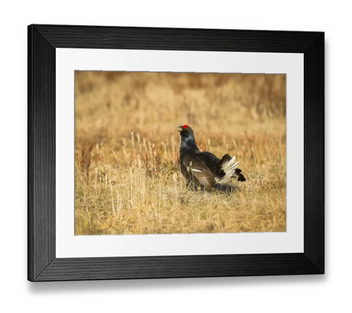 Framed Print : Black grouse (Tetrao tetrix) lek in Iveland Framed Print : Black grouse (Tetrao tetrix) lek in Iveland