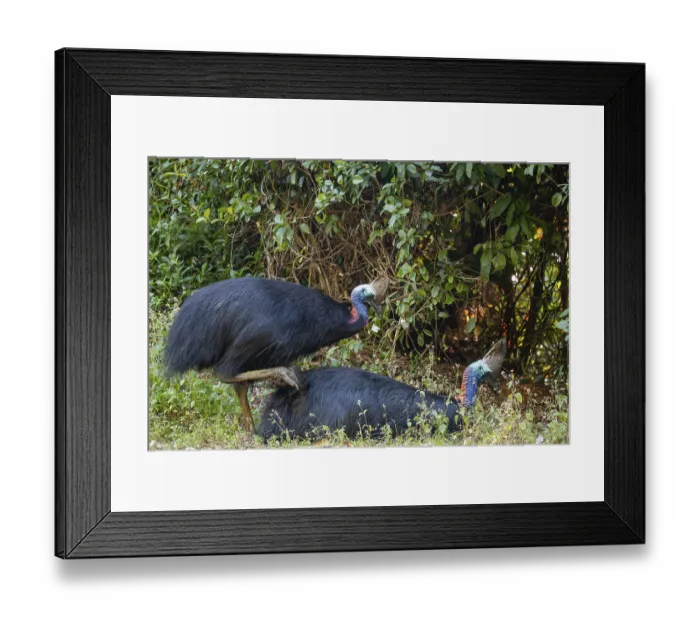 Framed Print : Mating behavior of helmet cassowaries in the Queensland rainforest Australia