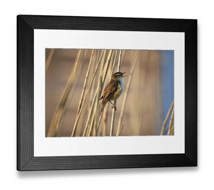 Framed Print : Reed warbler, (Acrocephalus schoenobaenus) singing in reeds Framed Print : Reed warbler, (Acrocephalus schoenobaenus) singing in reeds