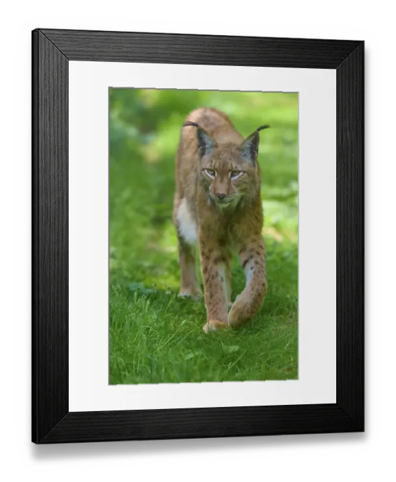Framed Print : A concentrated lynx roams through the green grass in the forest with a focused eye Framed Print : A concentrated lynx roams through the green grass in the forest with a focused eye