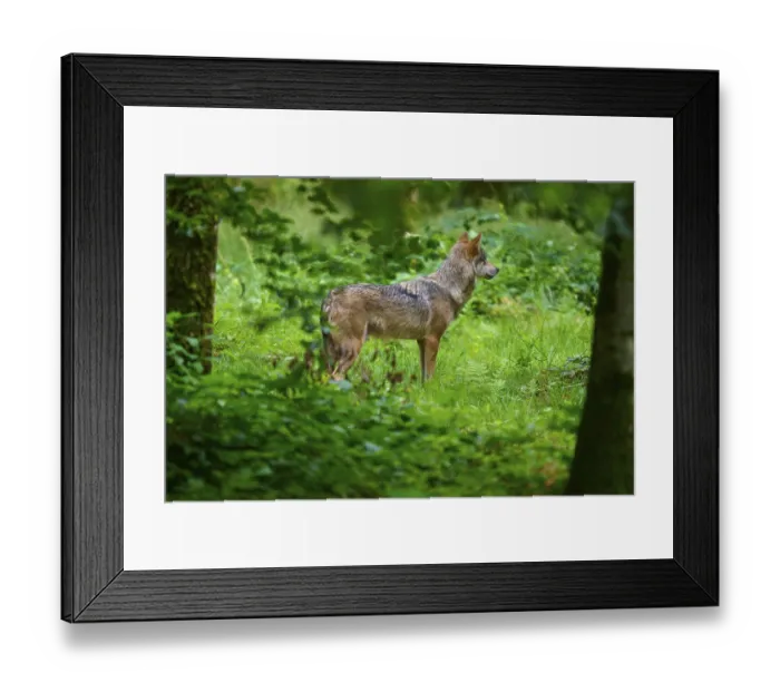 Framed Print : A wolf stands alert in a green forest