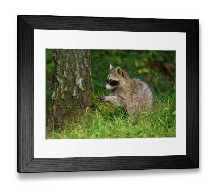 Framed Print : A raccoon is carefully examining the environment on a tree in the forest