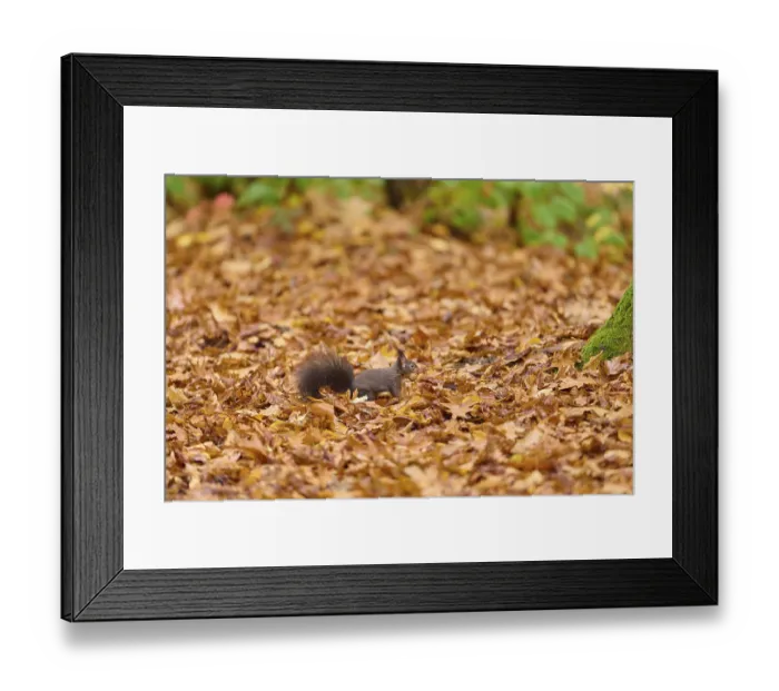 Framed Print : Squirrel sitting among brown autumn leaves in forest Framed Print : Squirrel sitting among brown autumn leaves in forest