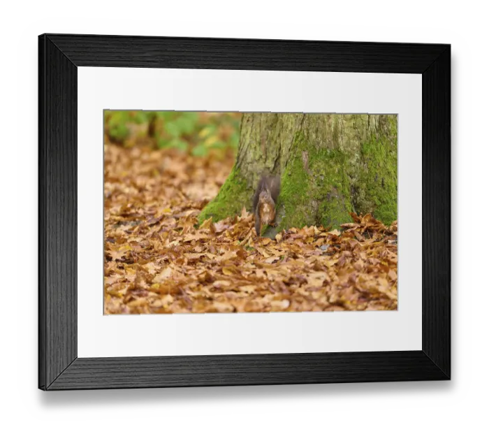 Framed Print : A squirrel stands at the foot of a tree covered with moss in autumn forest Framed Print : A squirrel stands at the foot of a tree covered with moss in autumn forest