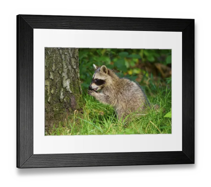 Framed Print : A raccoon looks with curiosity at the grass next to a tree Framed Print : A raccoon looks with curiosity at the grass next to a tree