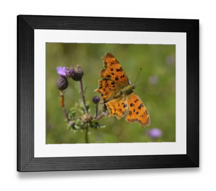 Framed Print : Comma Butterfly (Polygonia c-Album)