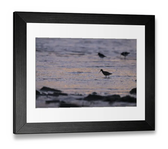 Framed Print : Pod-tailed woodcock (Limosa lapponica) in backlight on the beach