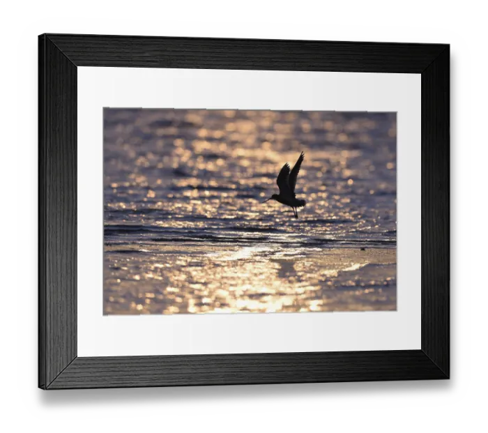 Framed Print : Spoting woodcock (Limosa lapponica) in backlight on the beach