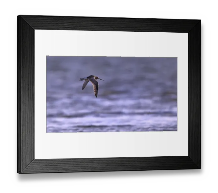 Framed Print : Flying woodcock (Limosa lapponica) in backlight on the beach Framed Print : Flying woodcock (Limosa lapponica) in backlight on the beach