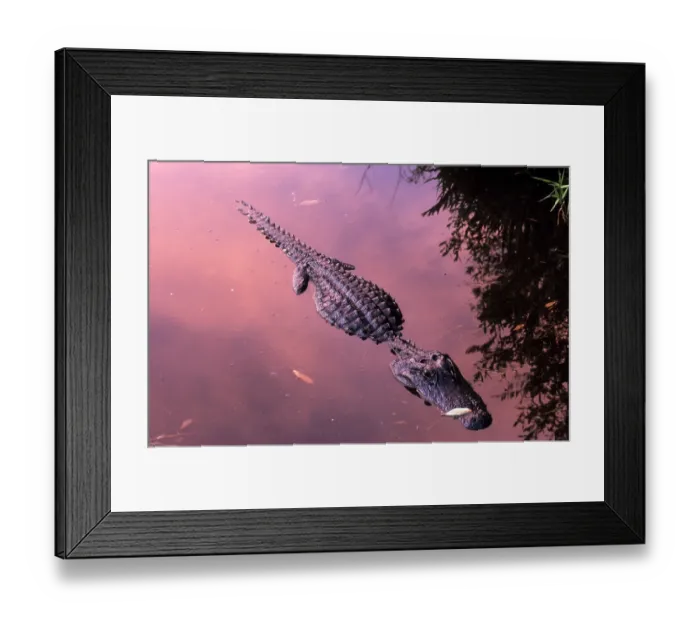 Framed Print : ibxstr00014183