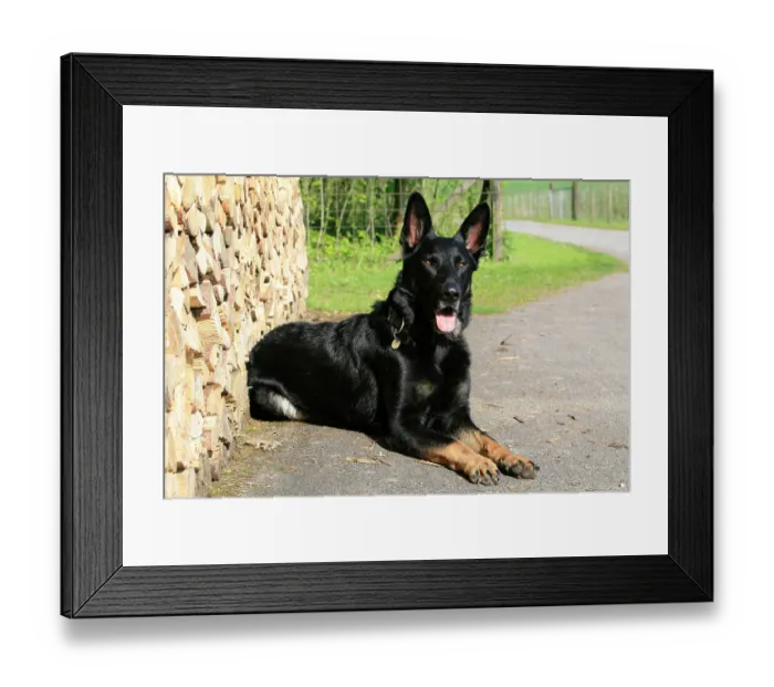 Framed Print : ibxszm00849608