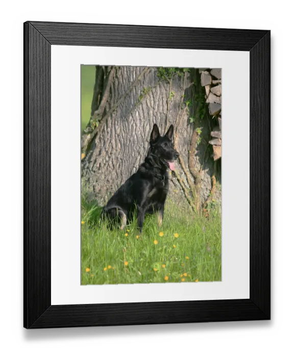 Framed Print : ibxszm00849616 Framed Print : ibxszm00849616