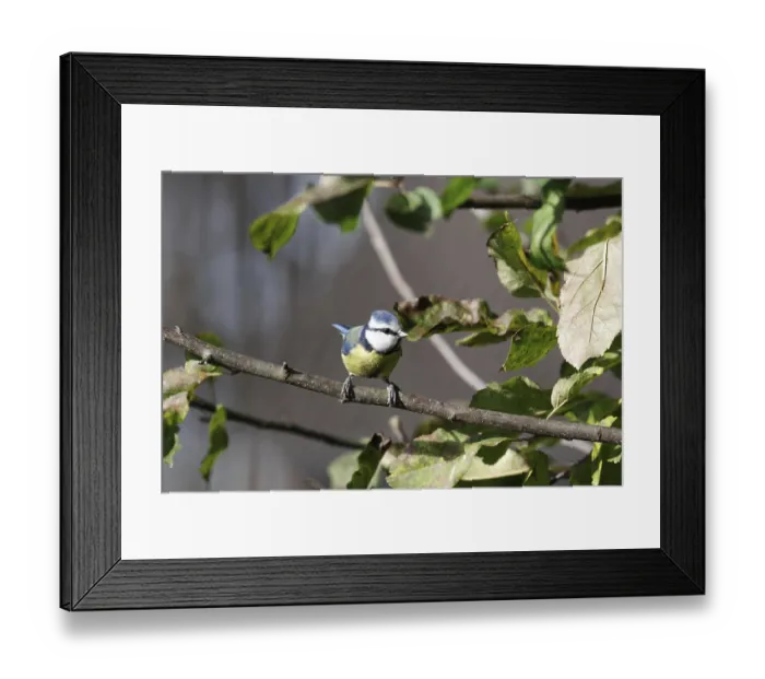 Framed Print : Blue tit (Cyanistes caeruleus)