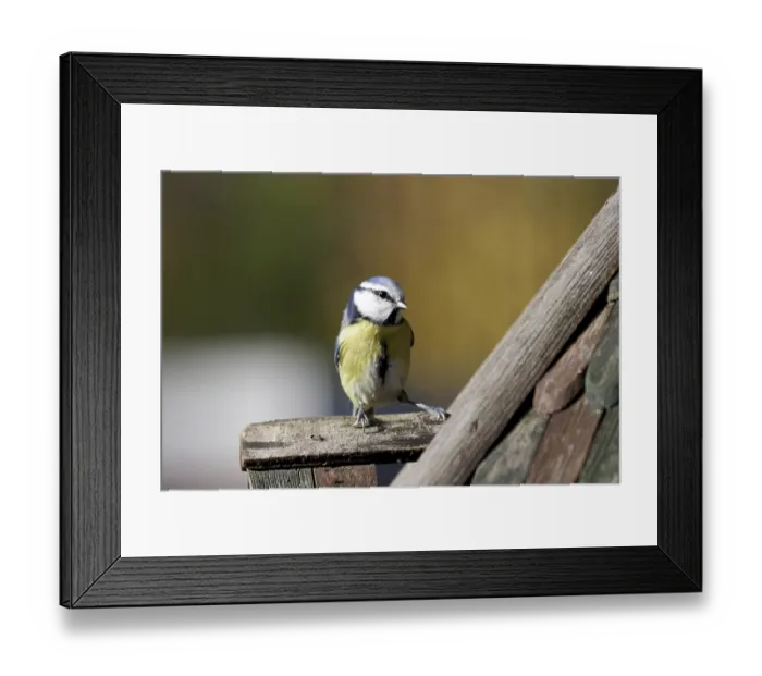 Framed Print : Blue tit (Cyanistes caeruleus)