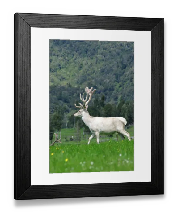Framed Print : ibxwbk11357082