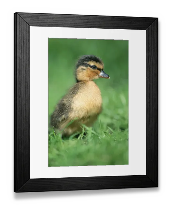Framed Print : Mallard, duckling, North Rhine-Westphalia