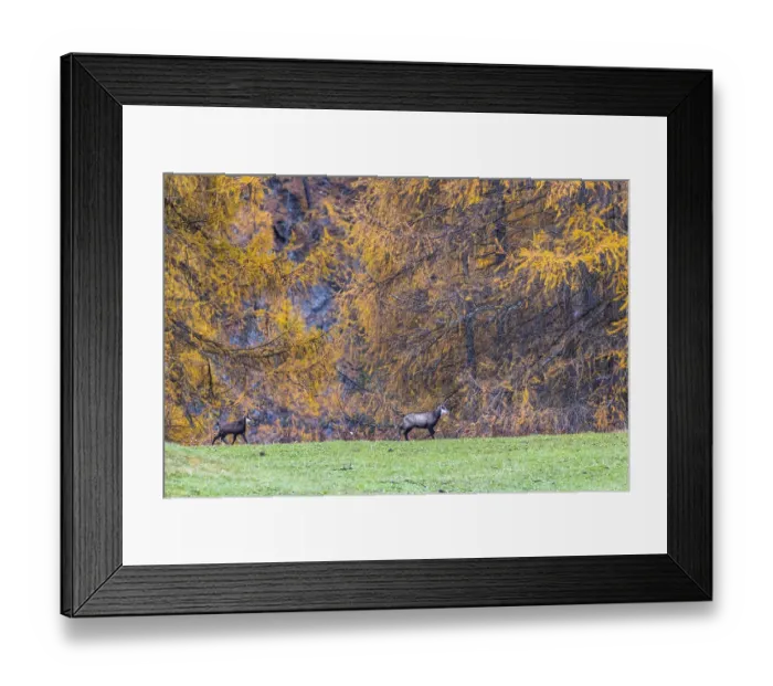 Framed Print : Chamois (Rupicapra rupicapra) in front of yellow larches (Larix)