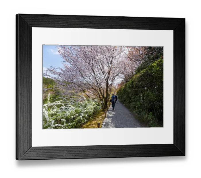 Framed Print : Blooming cherry trees, path along Kyoyochi Pond in the Japanese Garden
