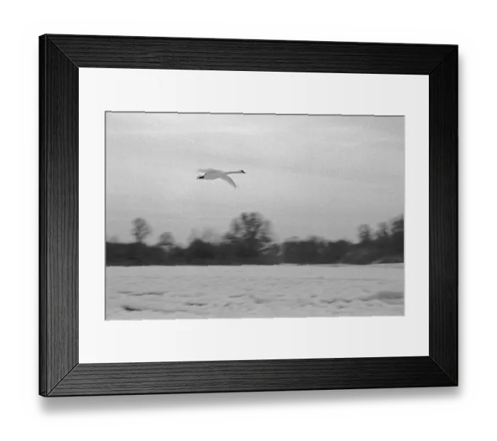 Framed Print : Frozen Elbe, swan flying over ice rink